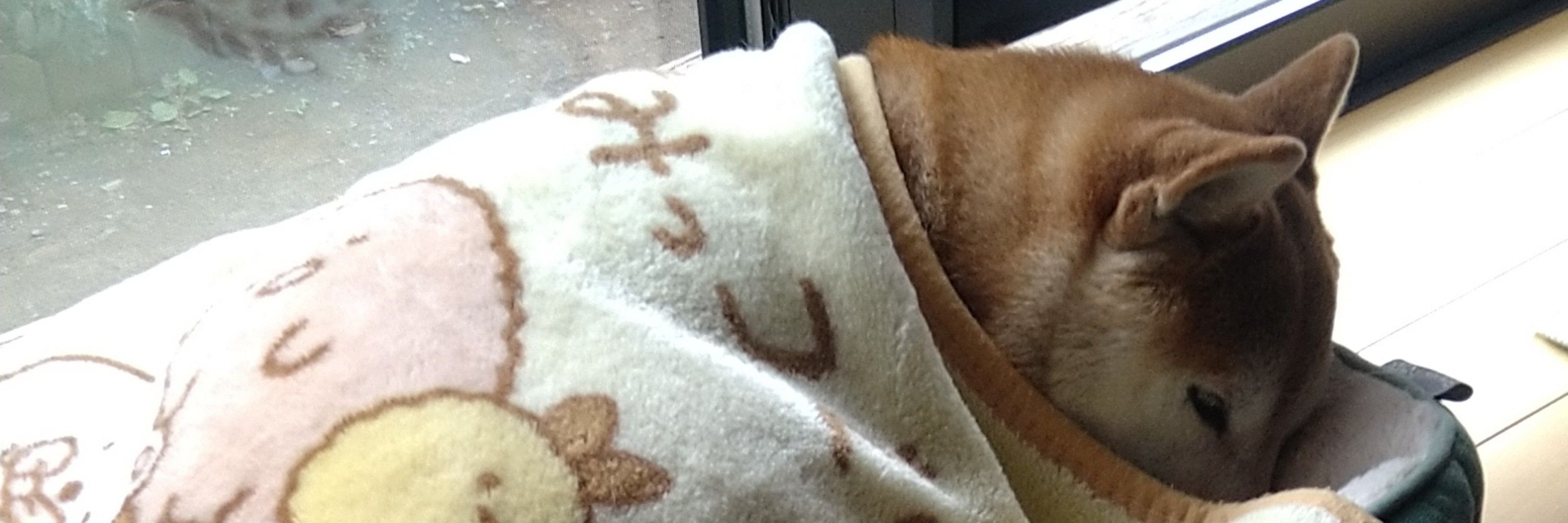柴犬もも（警備隊長）