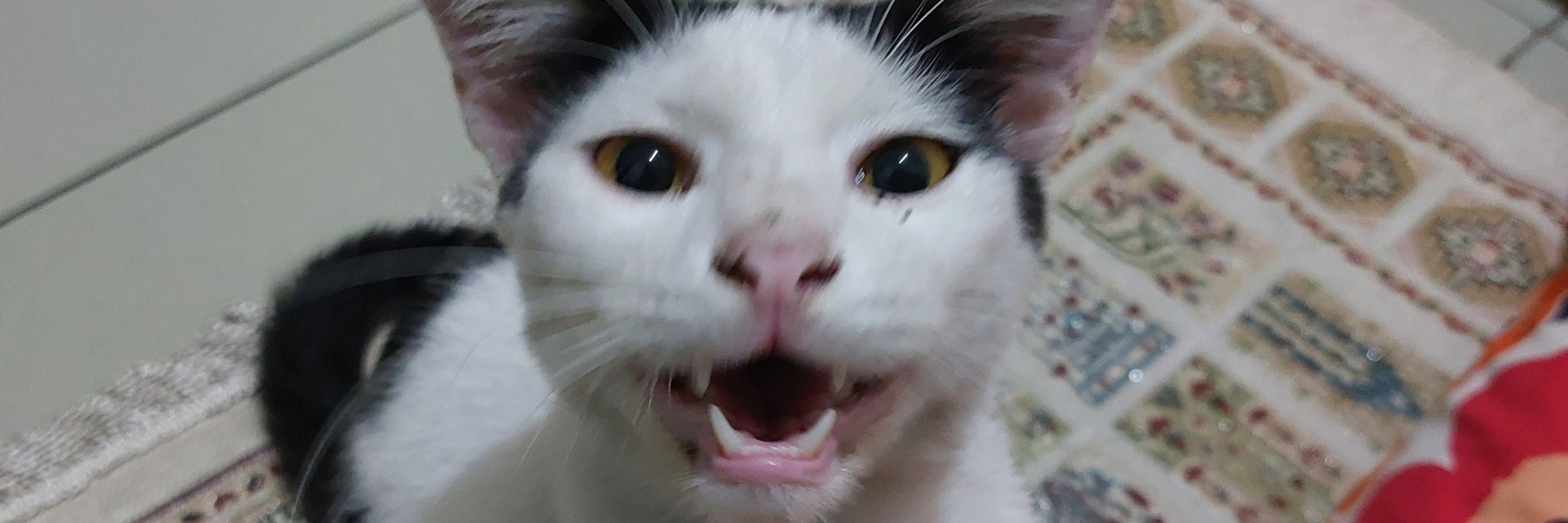 Cy