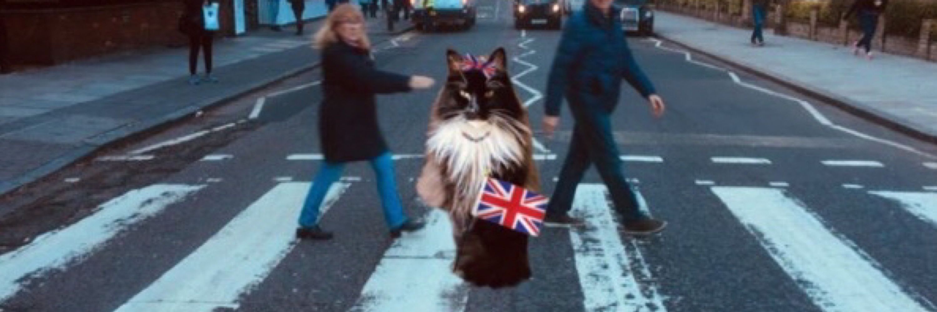 BellaCat
