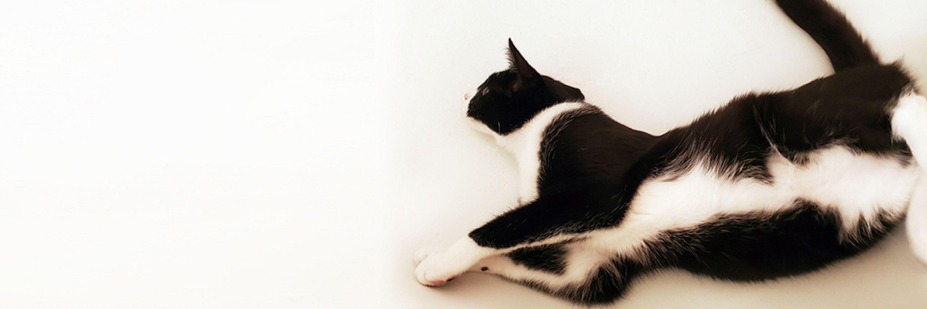 padfoot the cat
