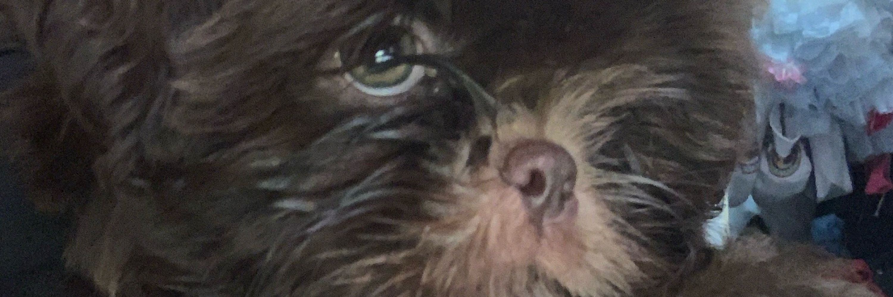 kali.