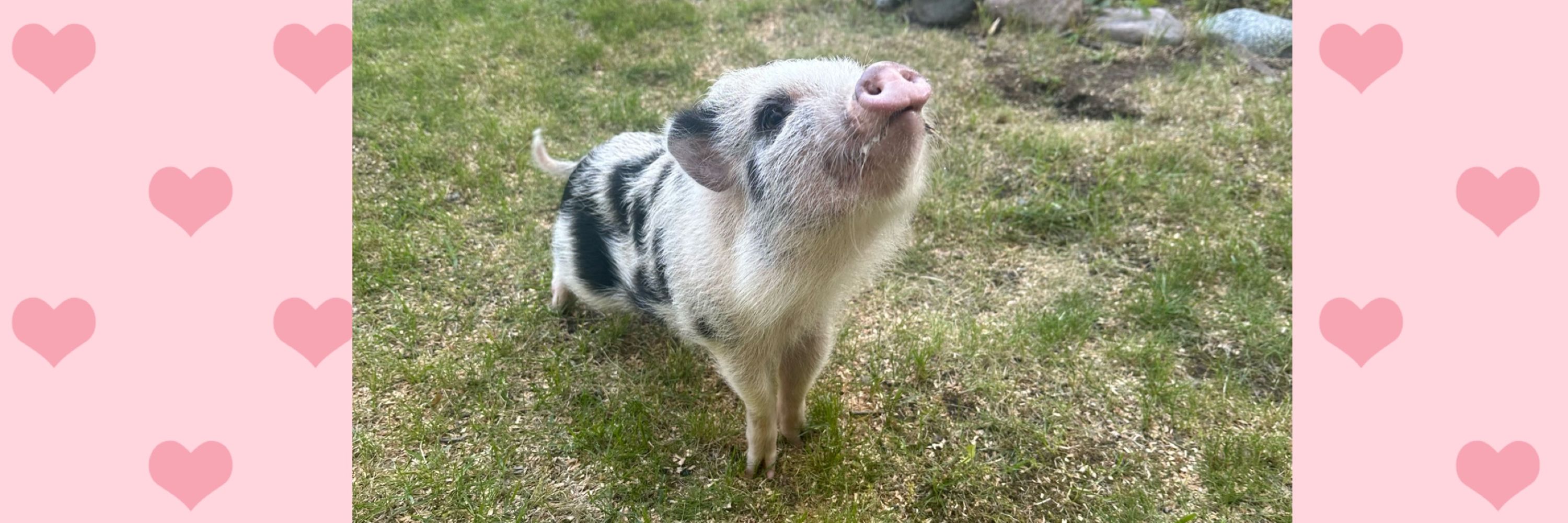 Anti Fascist Pig Boy