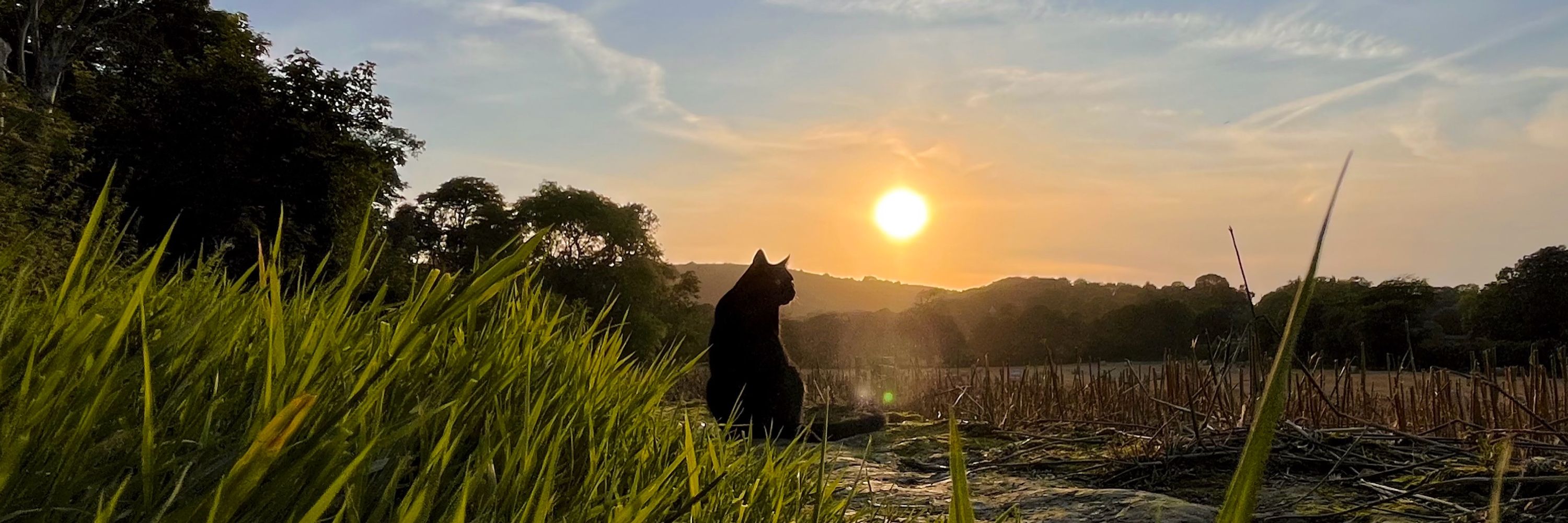 Night 🐈‍⬛🌿
