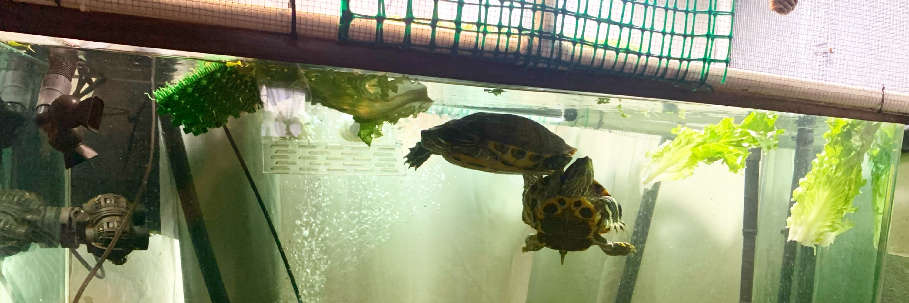 Raych’s Turtle Cove