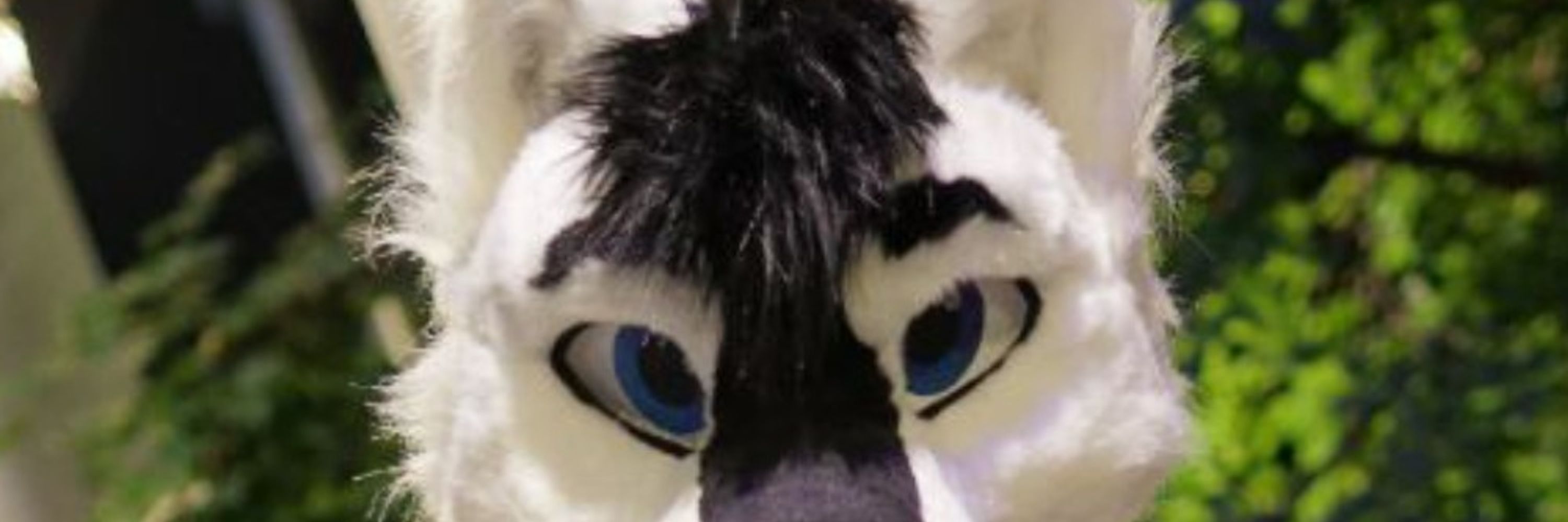 Wolftail