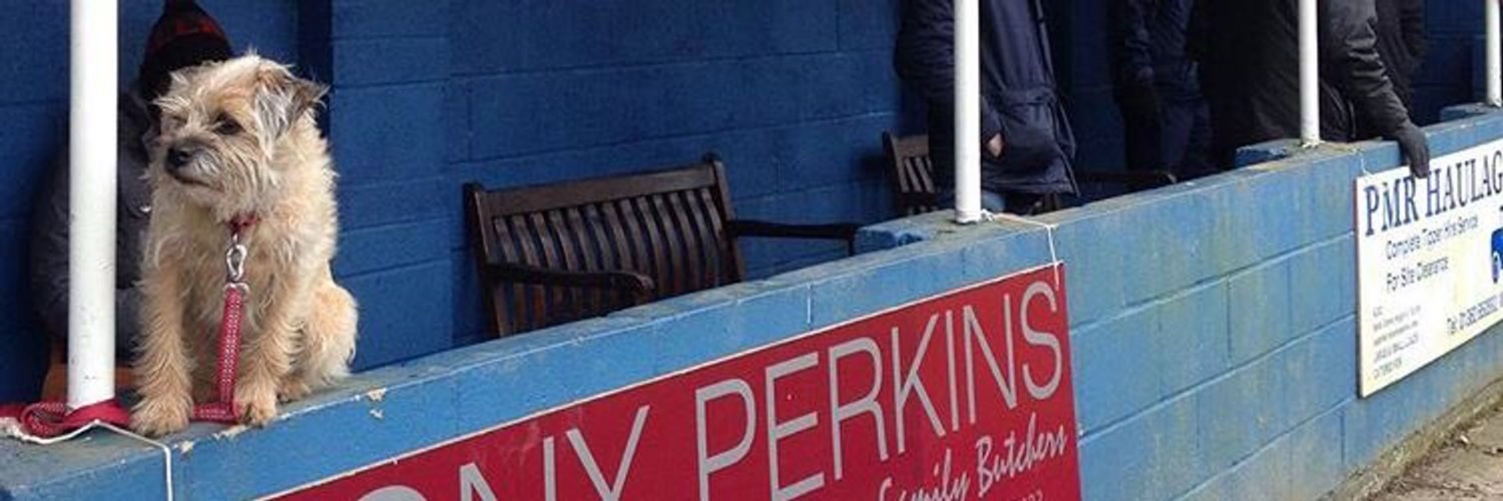 nonleaguedogs