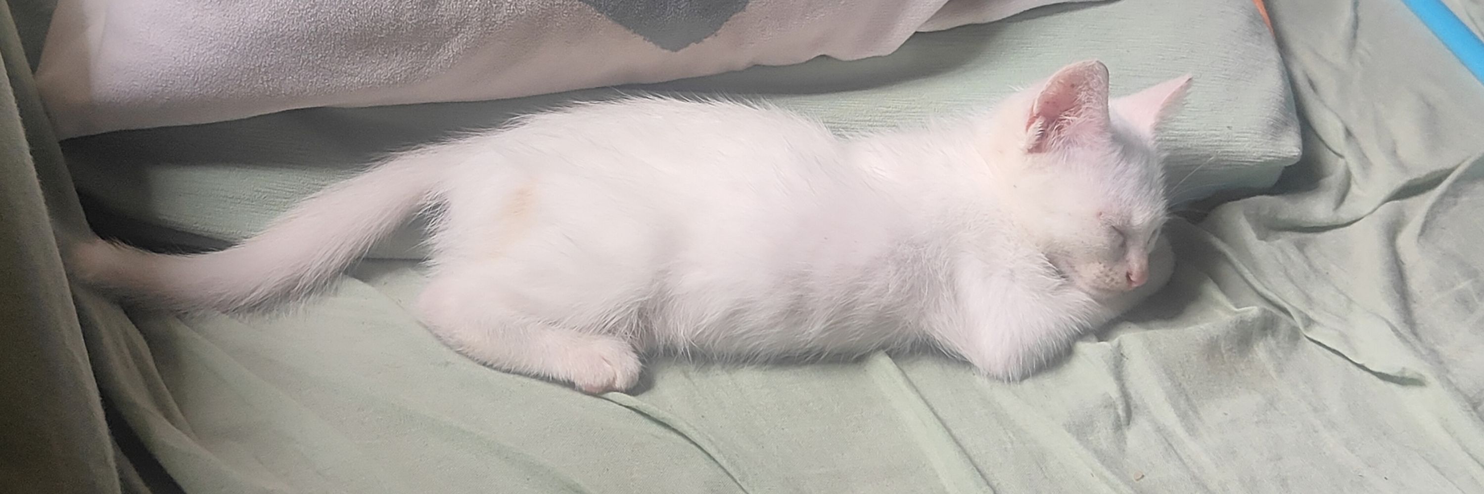 chubchaser