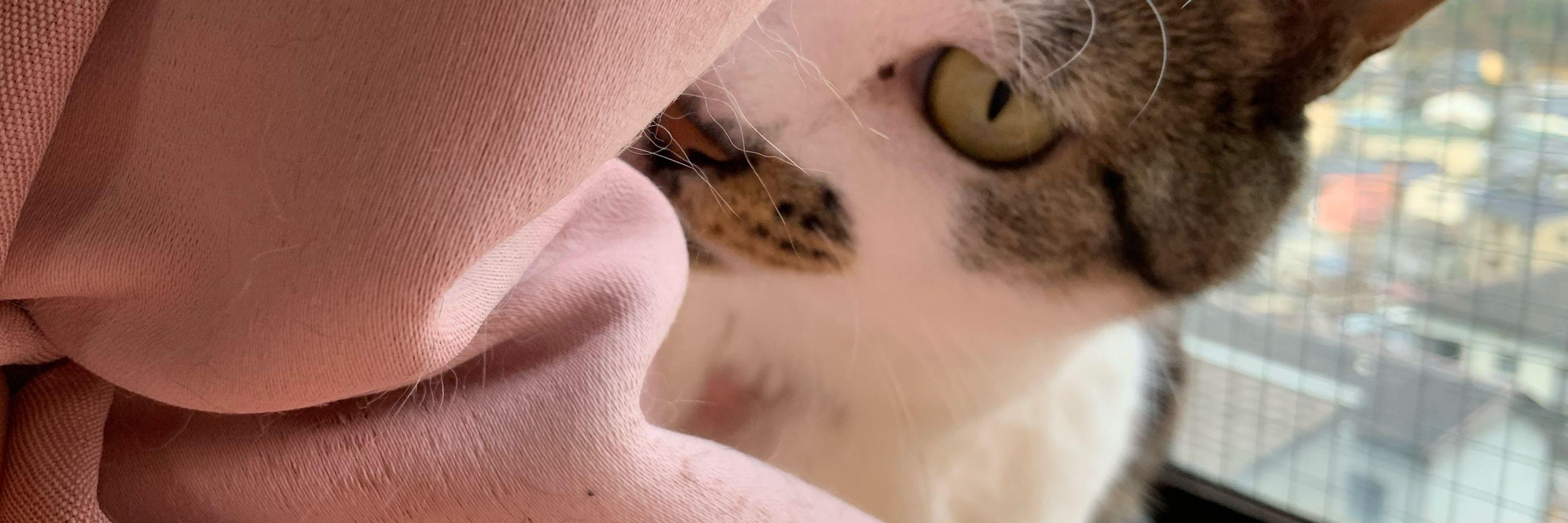 モカ