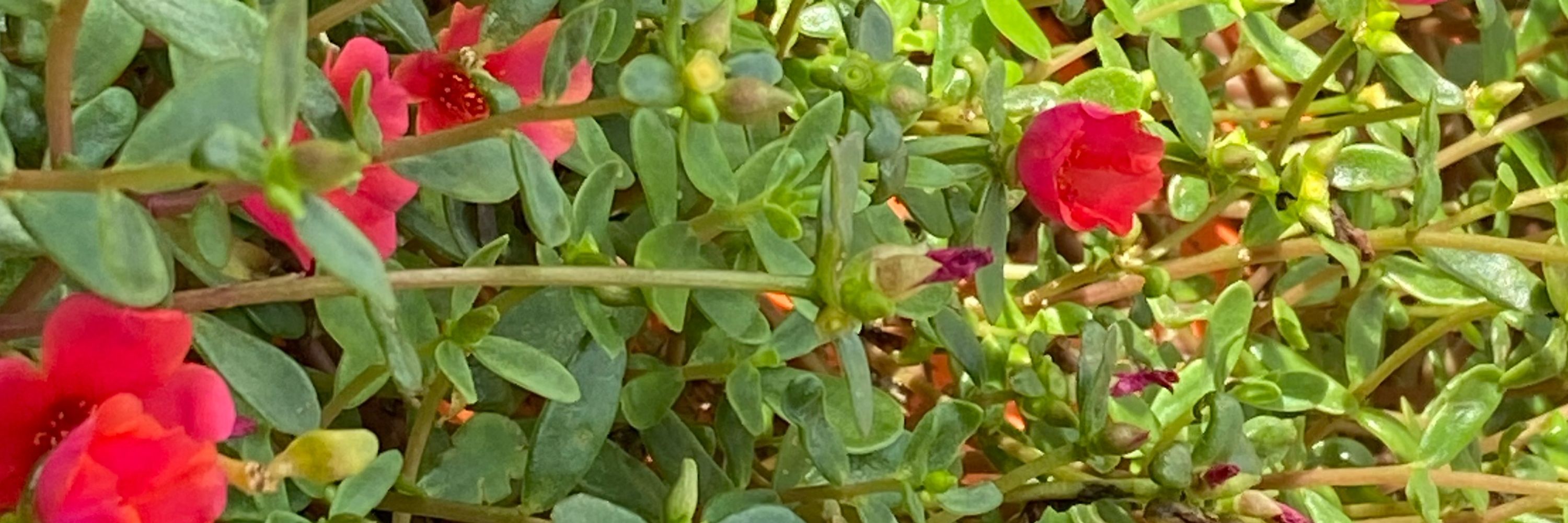 May Bezerra