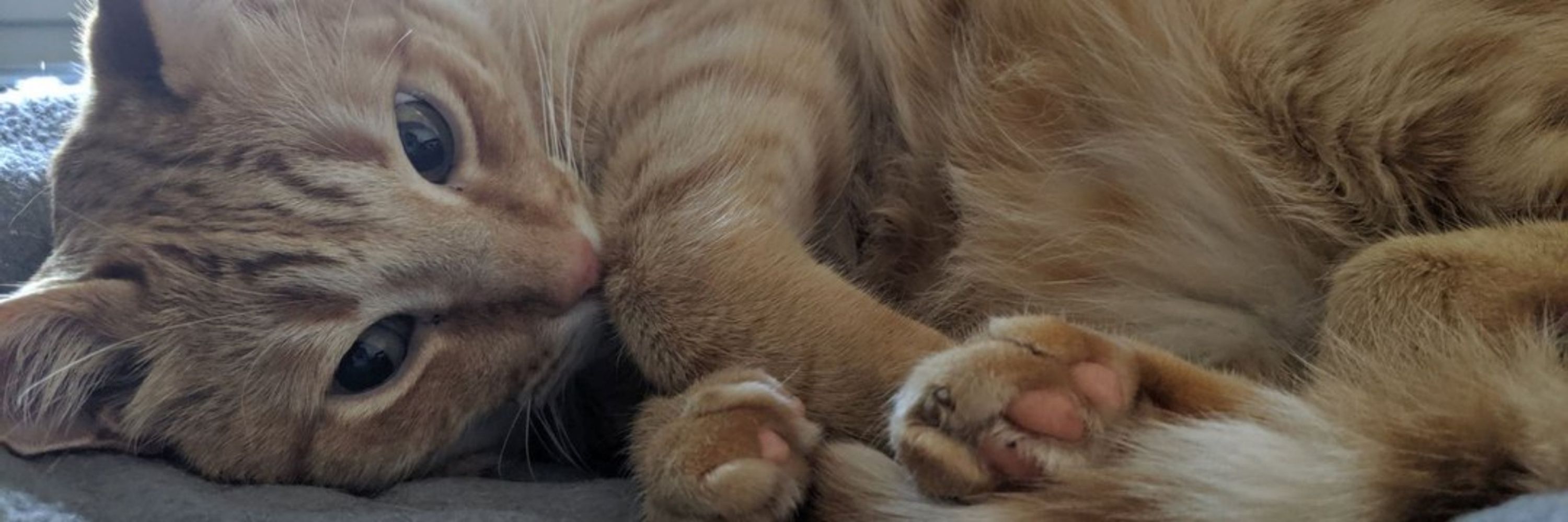 Jack the Cat 🧡🖤