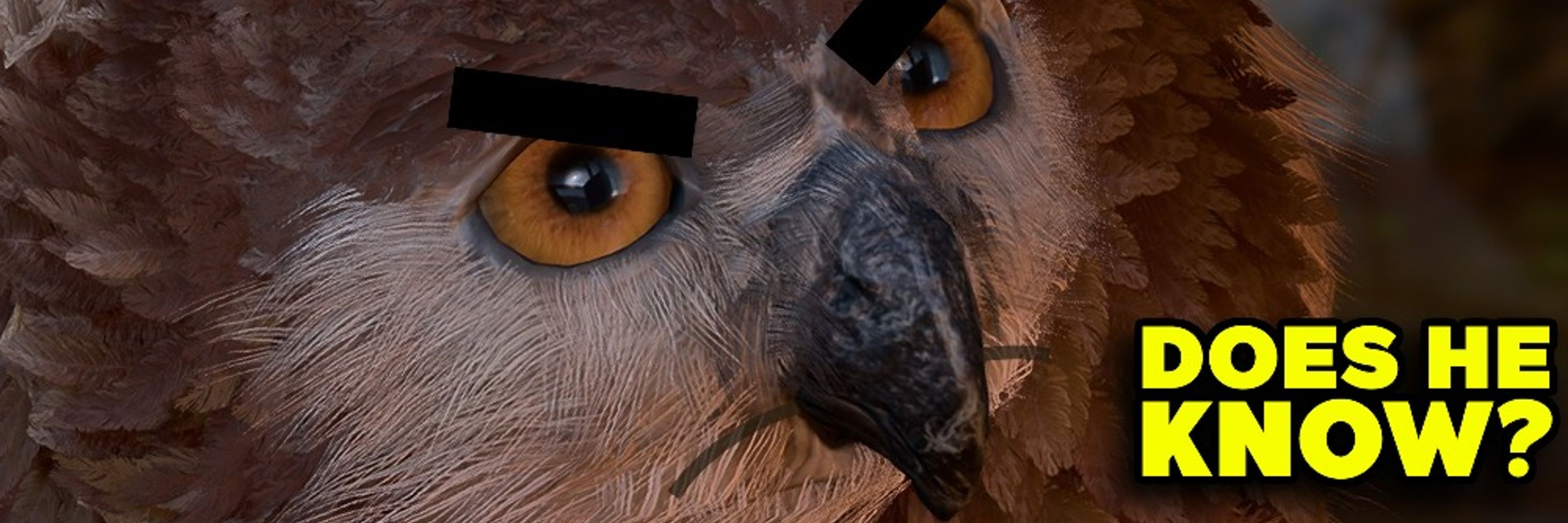 ✨Asher da owlburr✨