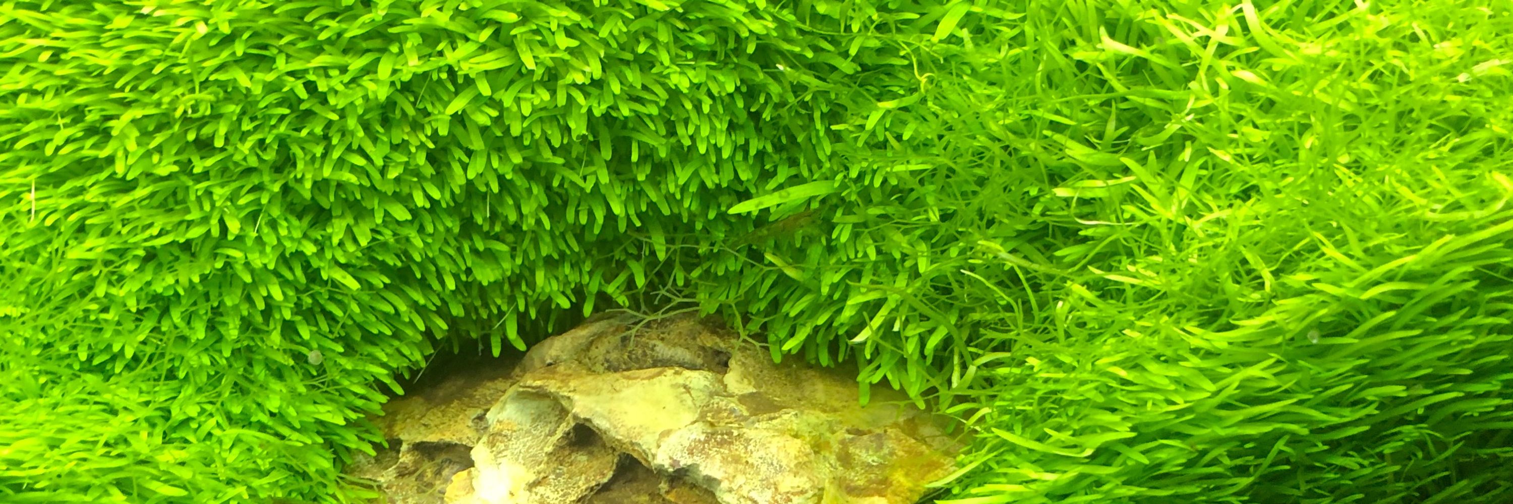 なっち
