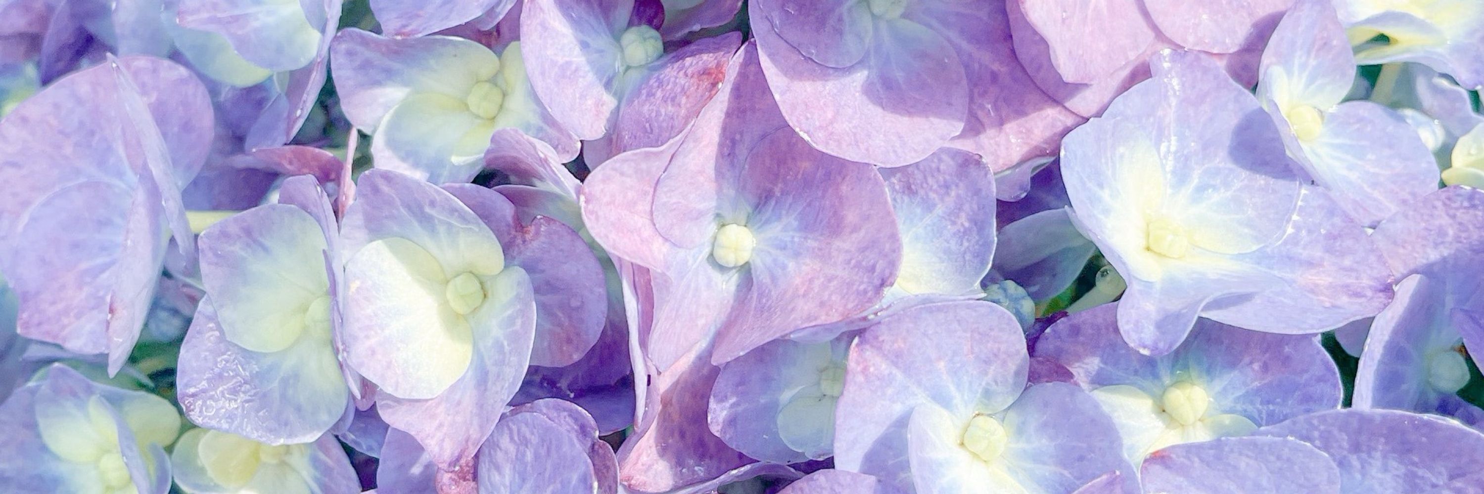 Flor