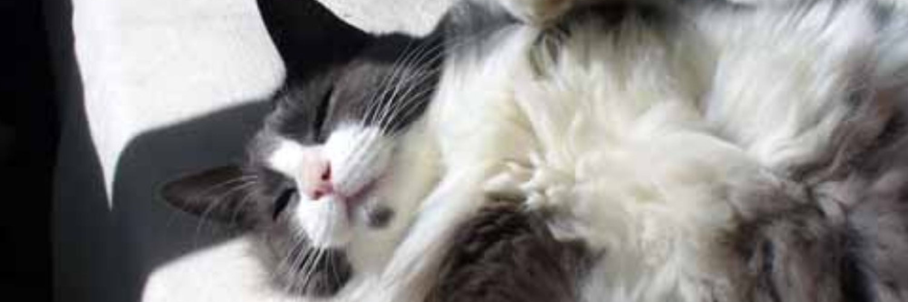 とうふのようなもの