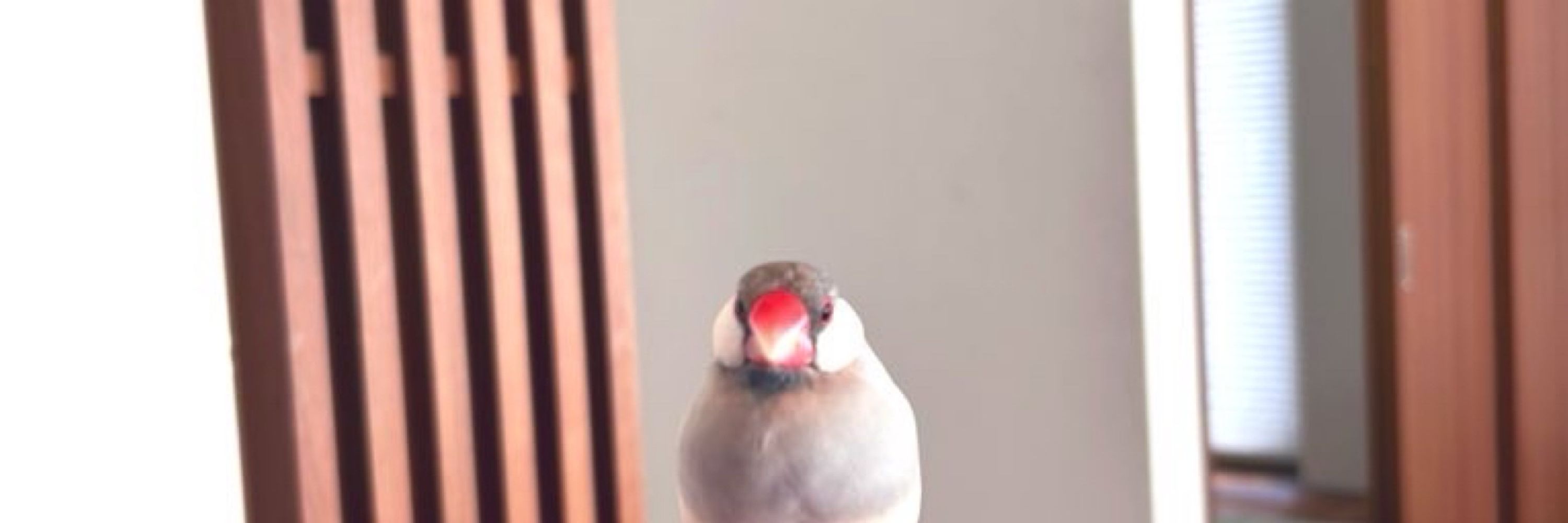 白文鳥のつぶやき