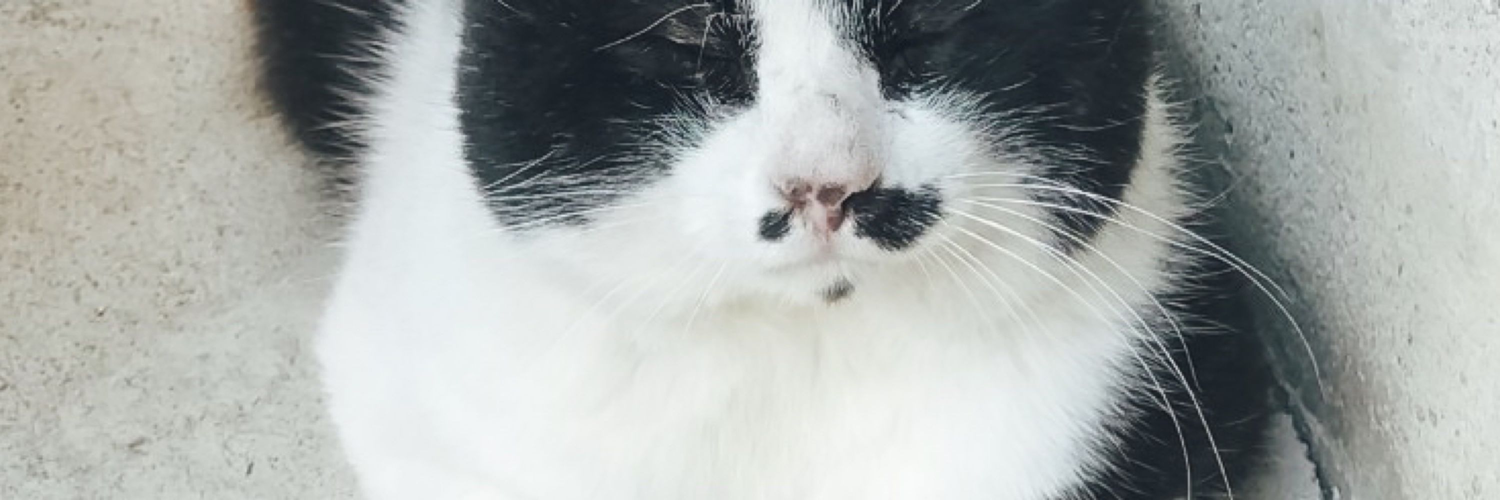 サバ