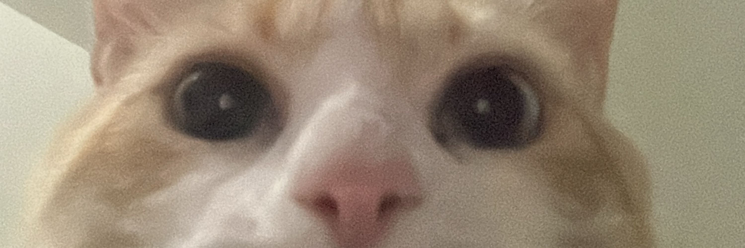 mizi