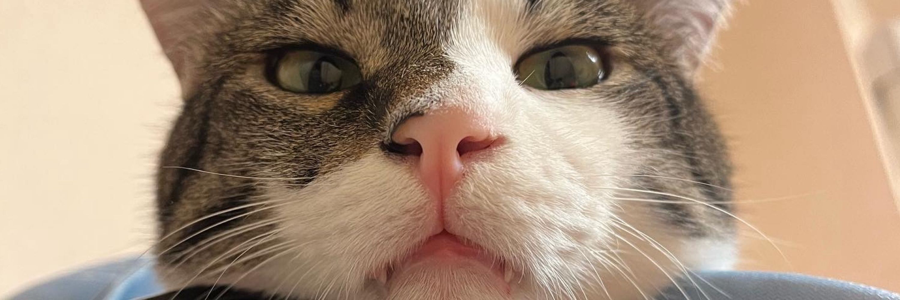 とーこ