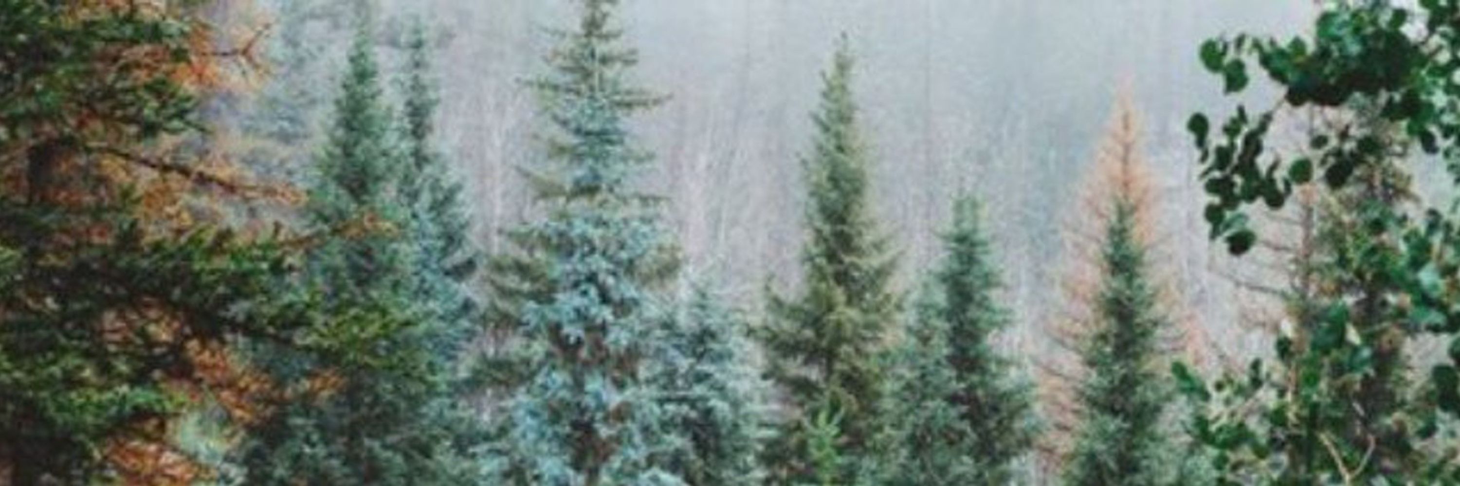 J 🍉🍁🎄☔️🧣🌲🎃