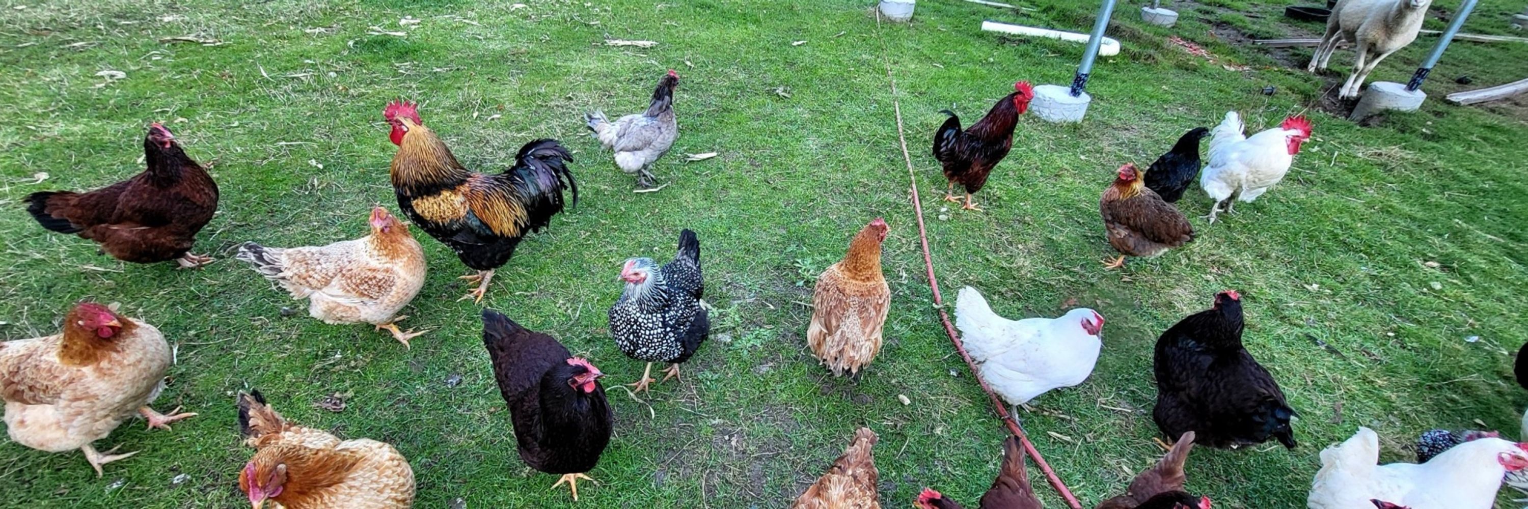 Jersey Chicken