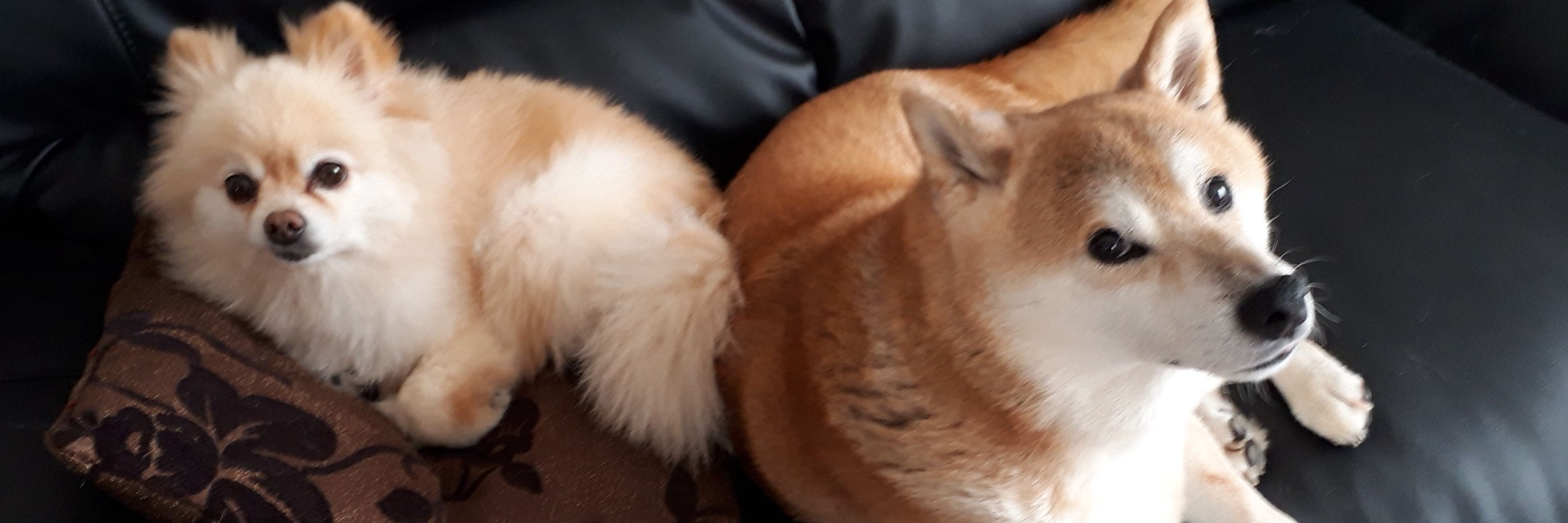 ゆこ