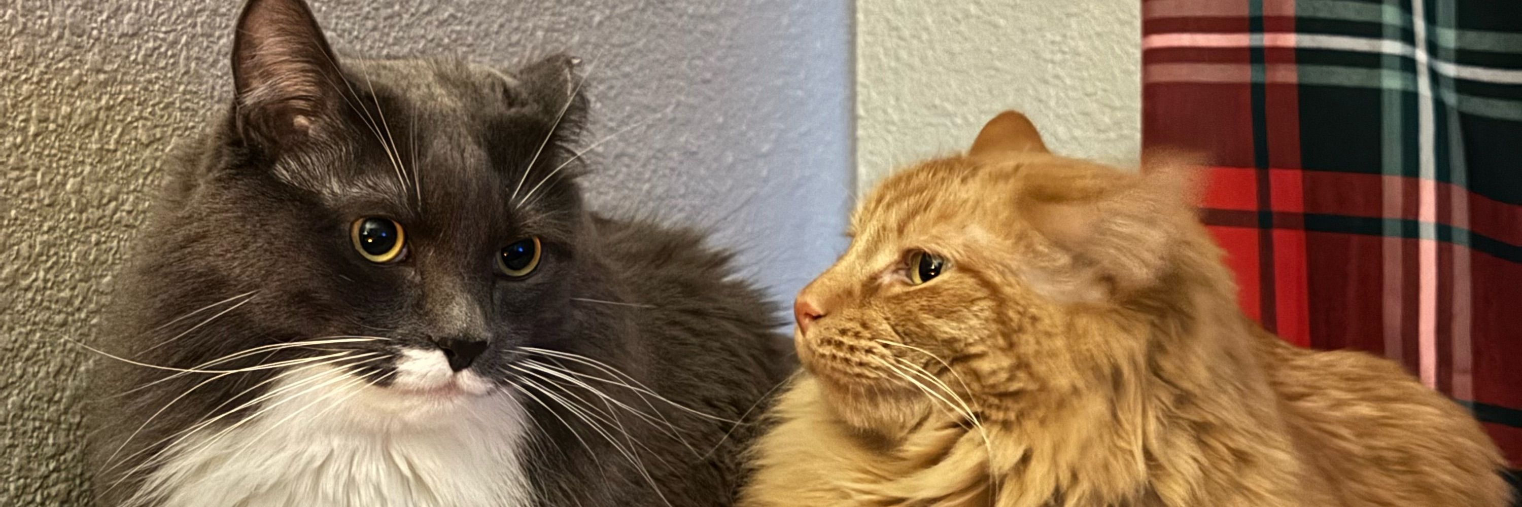 Sir Biscuit & Kapitan