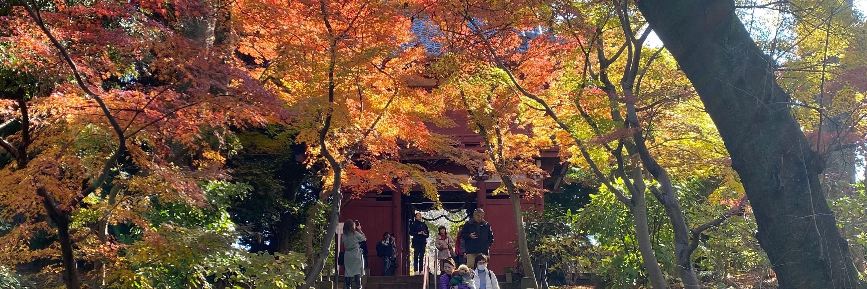 ささみー