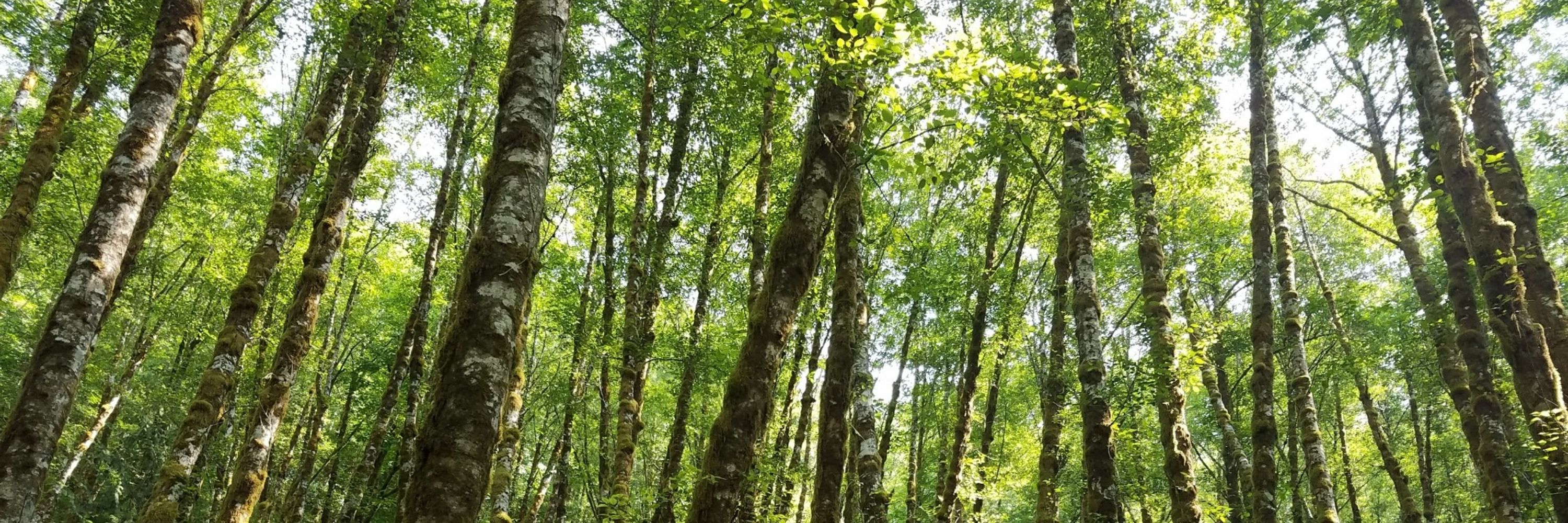 CannaGrannie