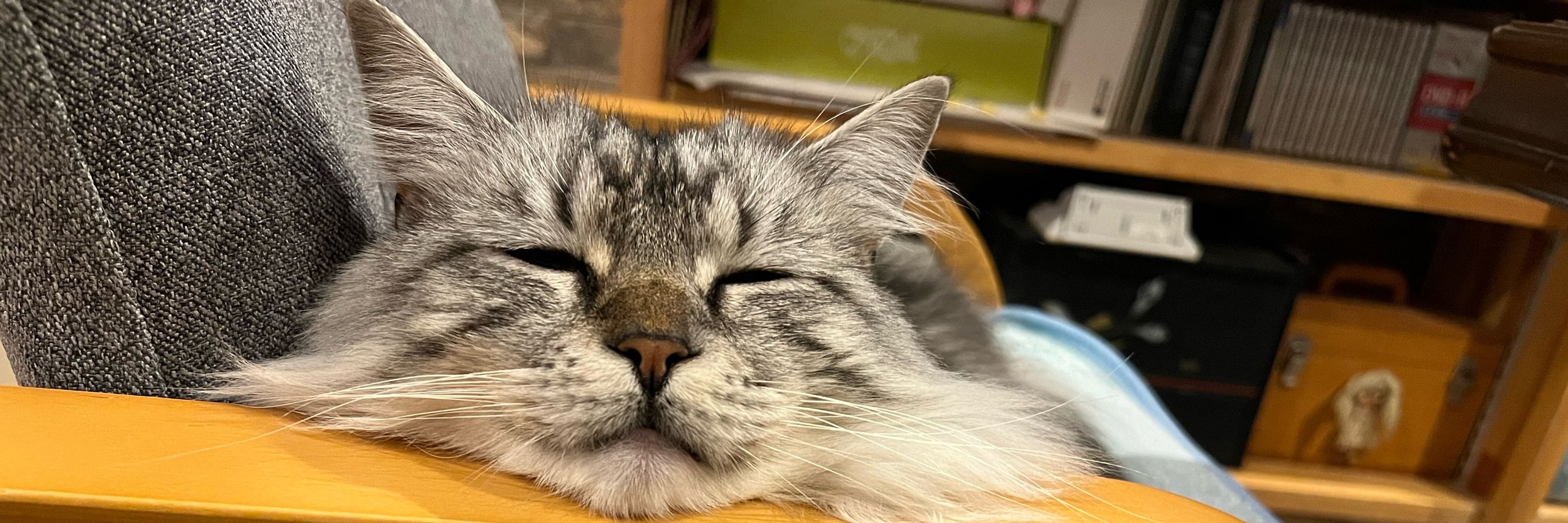gin