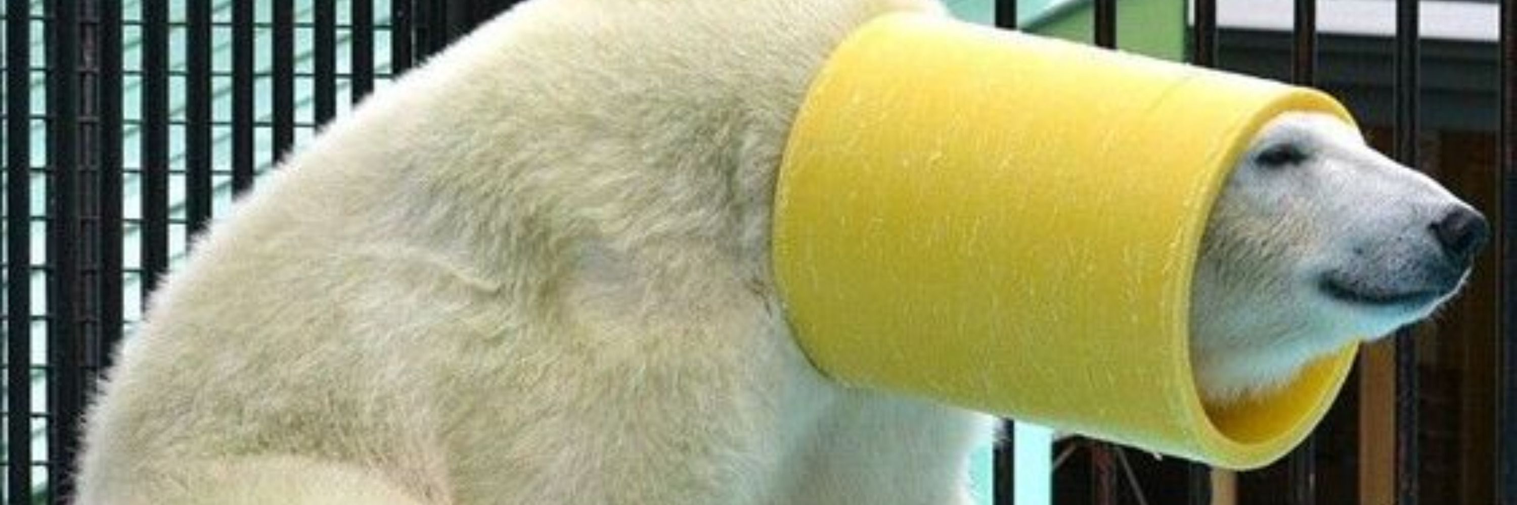 Alex the bear