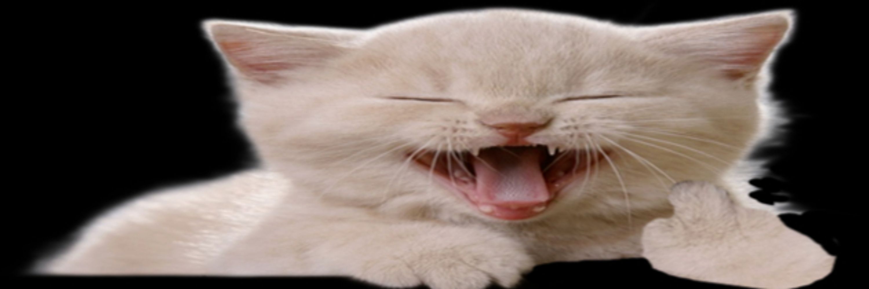 smilingCatassin