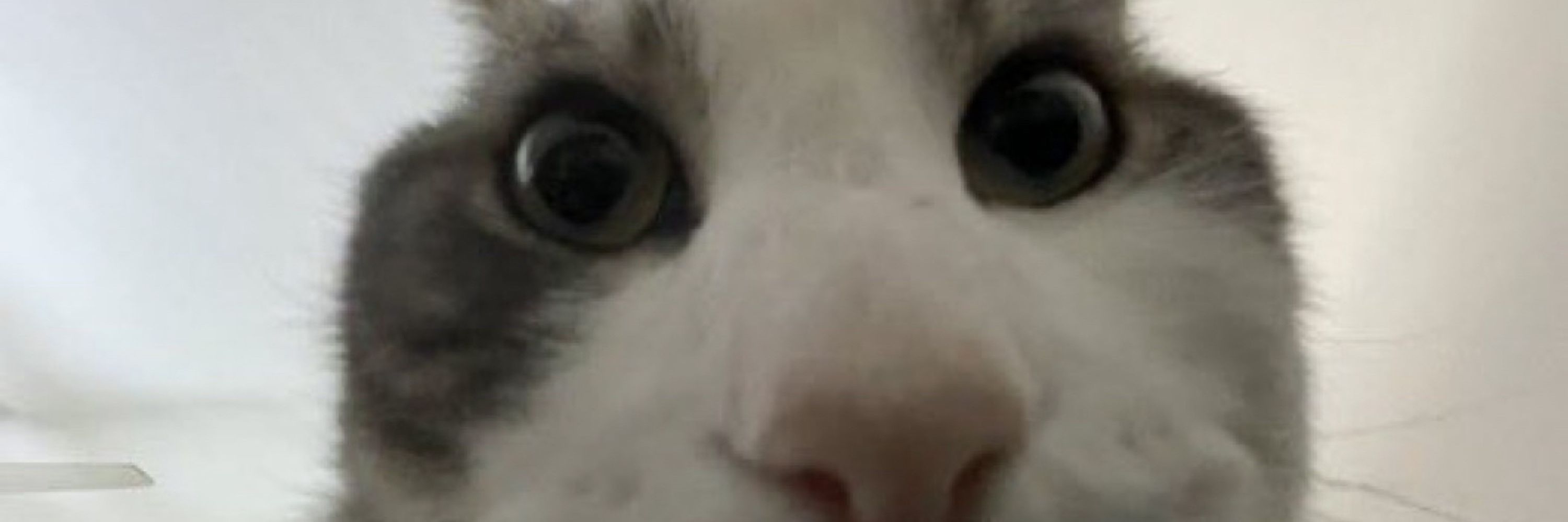 reaction pics