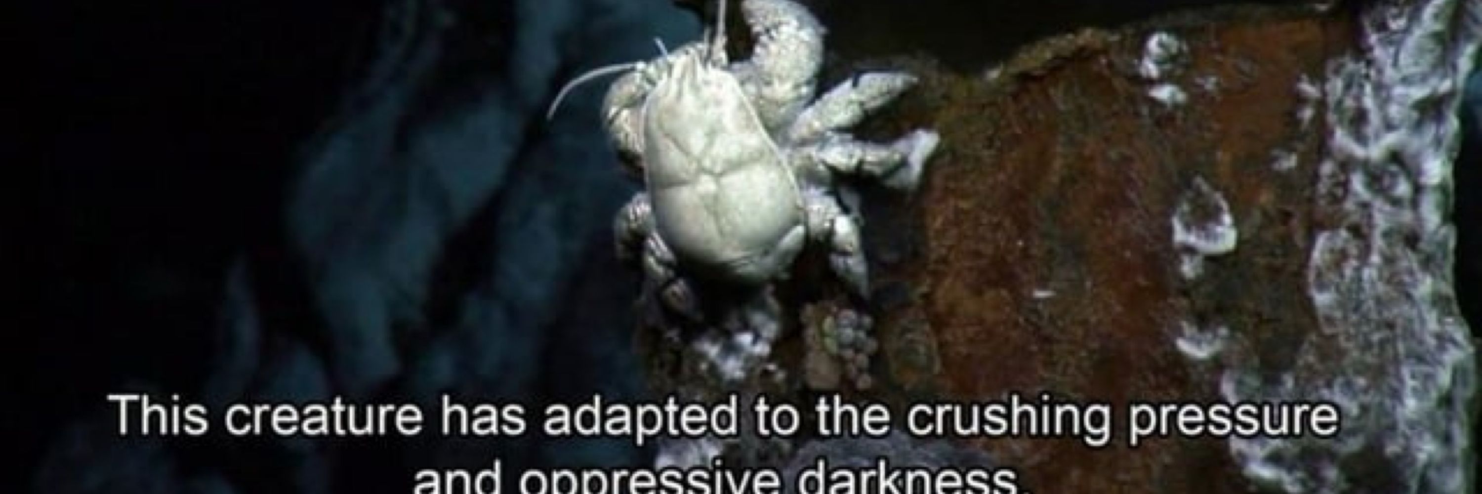 Crangon