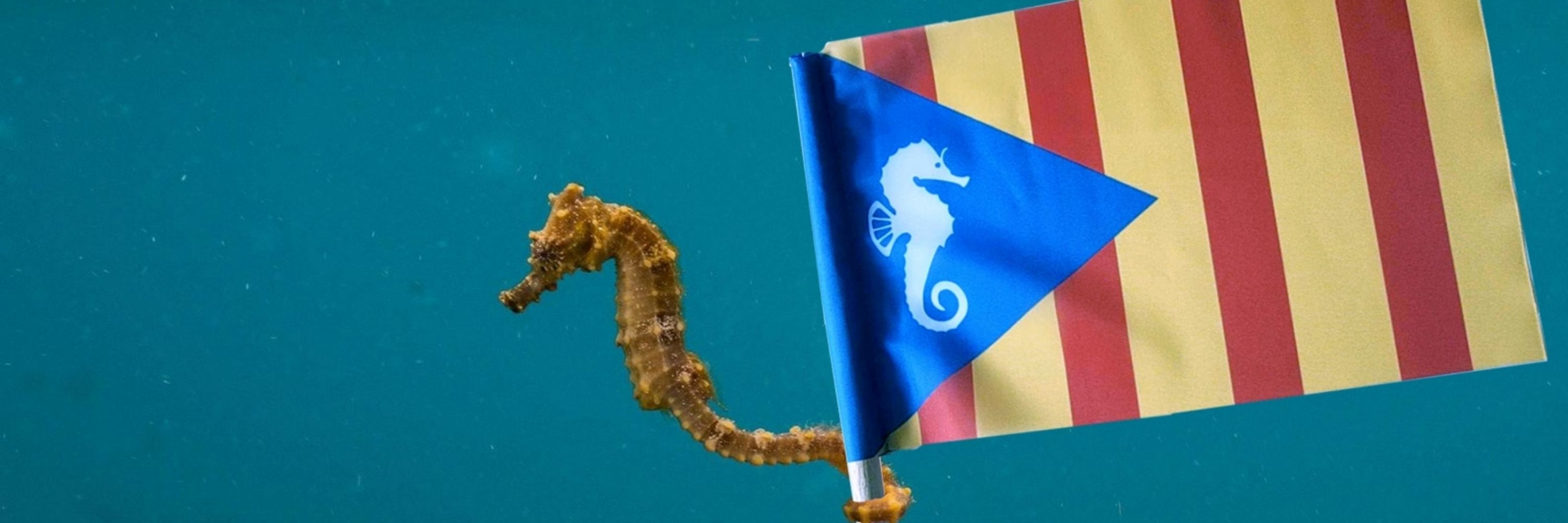 Principauté LE BRUSC