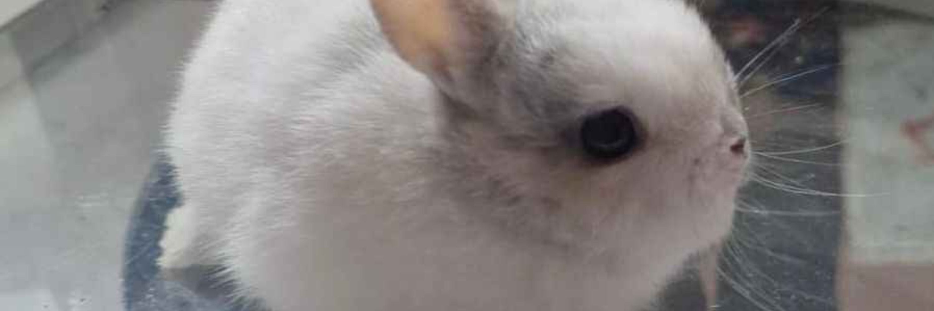 Hamie DEBUT 22/09