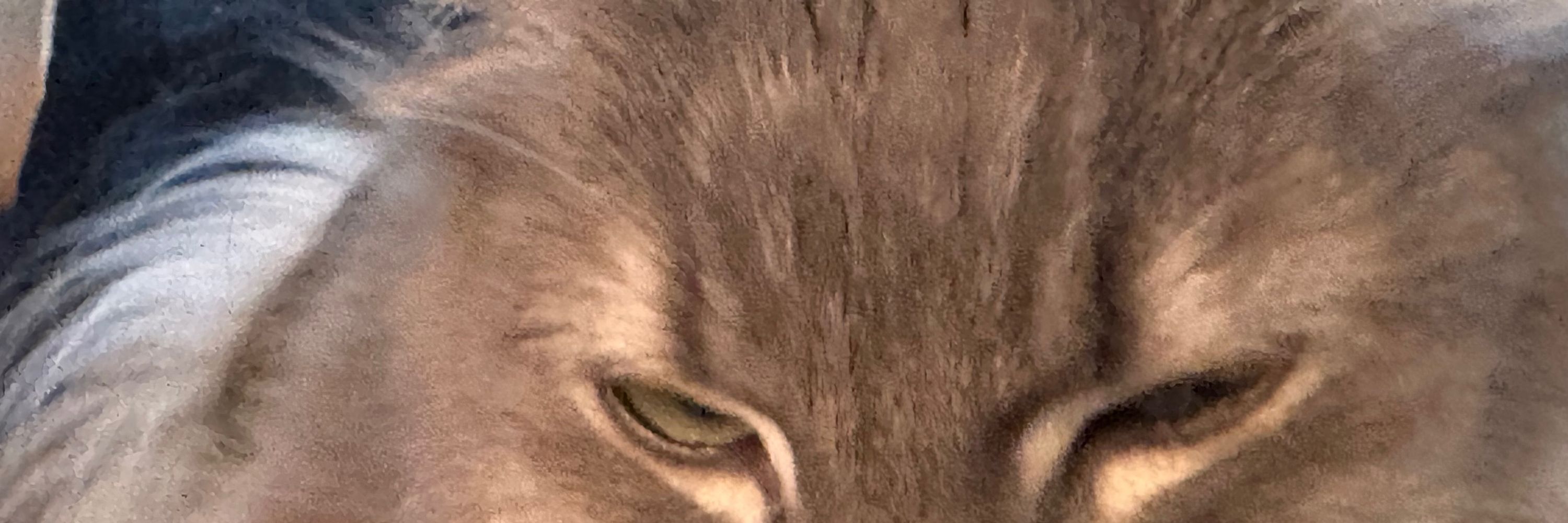 Simon
