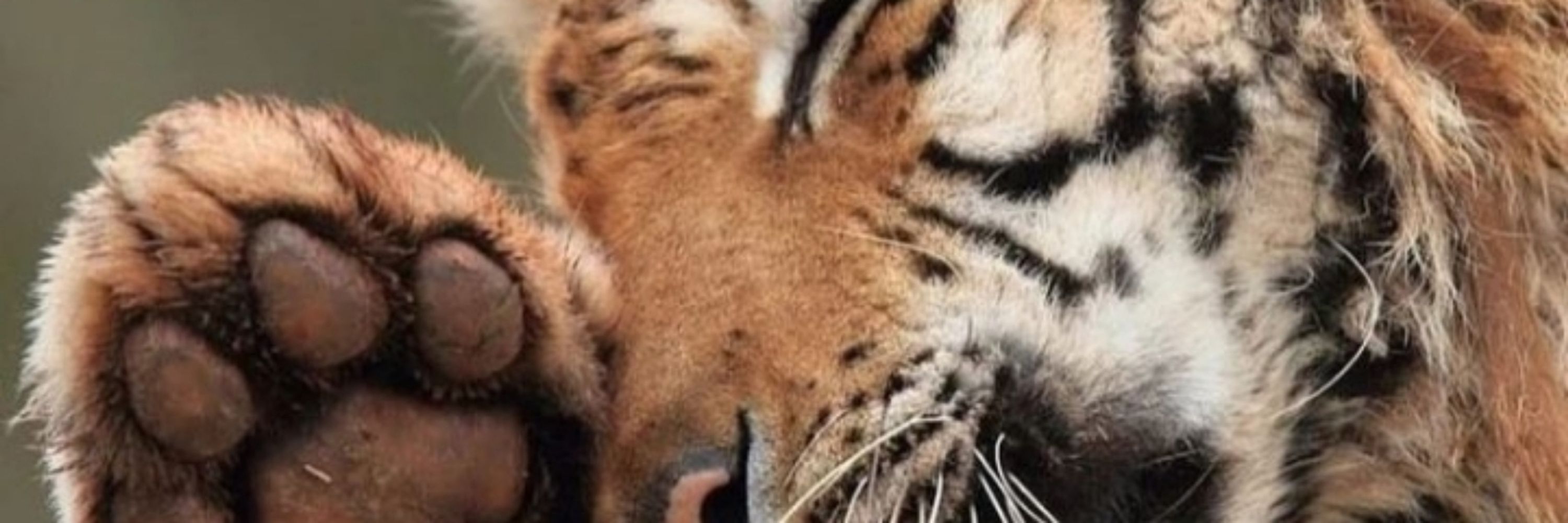 A Yellow Tiger 