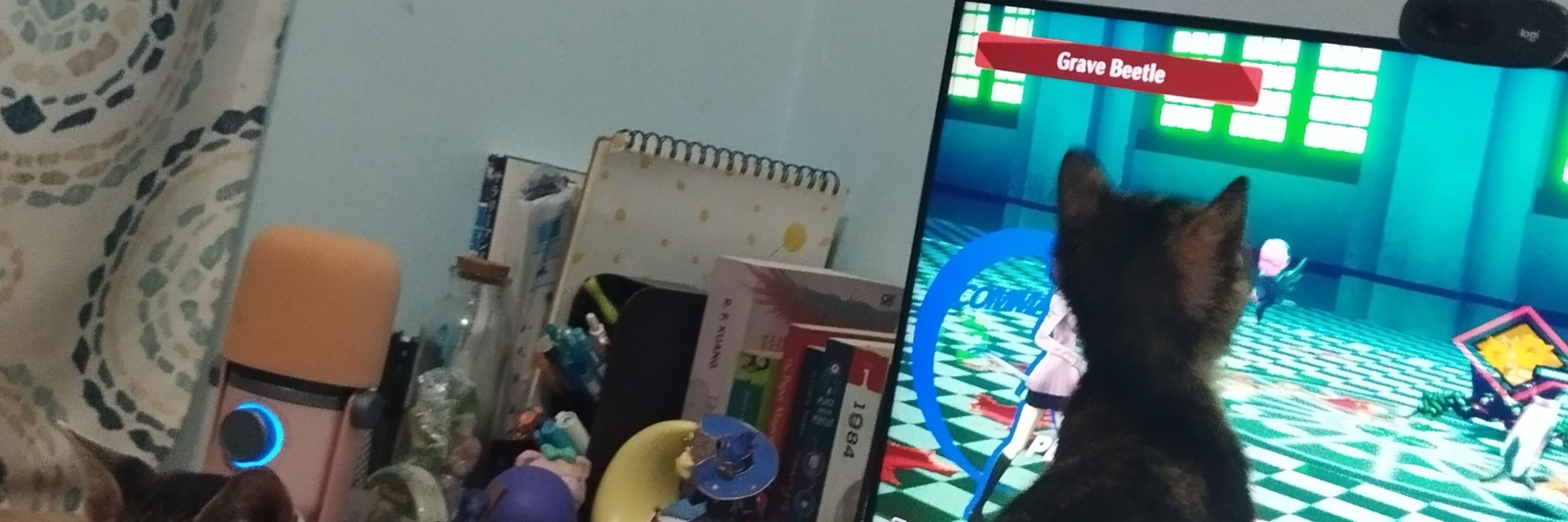 marisa ××