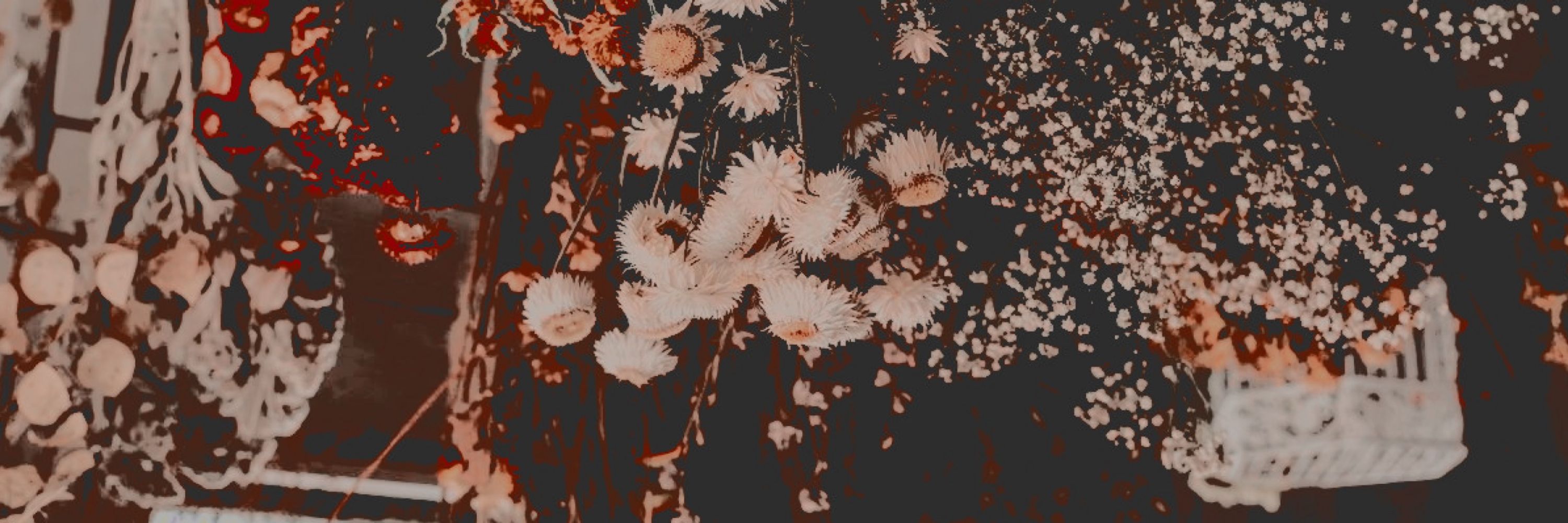 𝐶𝑜𝑛𝑛𝑖𝑒 𝑂'𝐷𝑜𝑛𝑒𝑙𝑙𝑒𝑦
