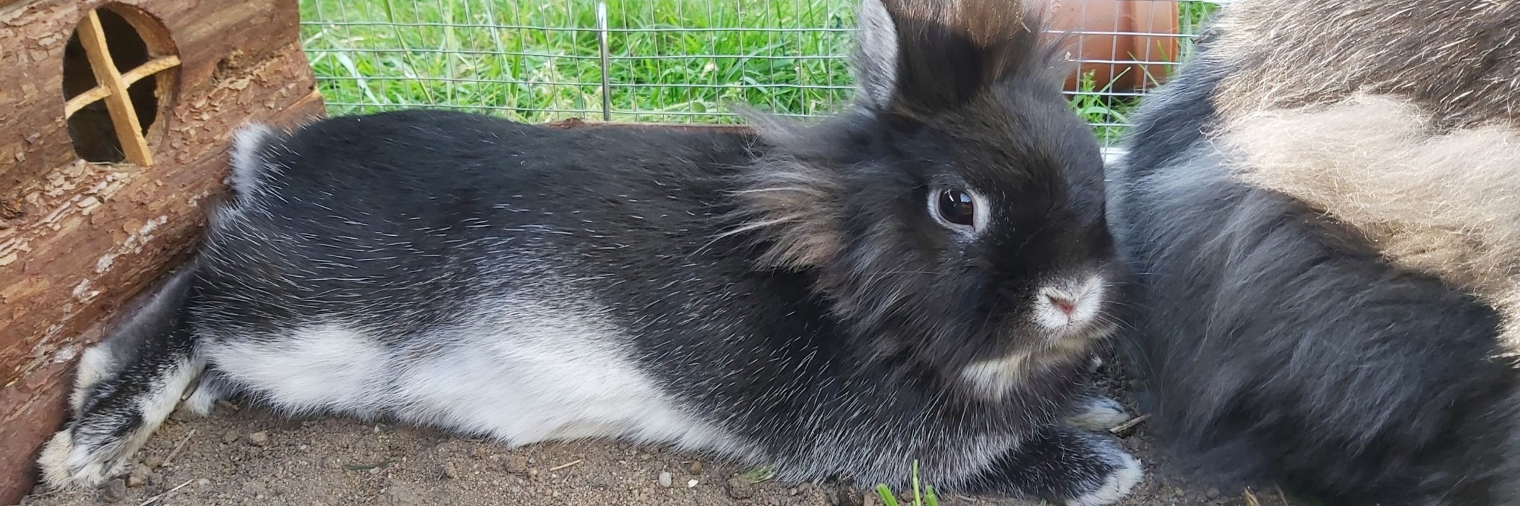 Marco 🐗