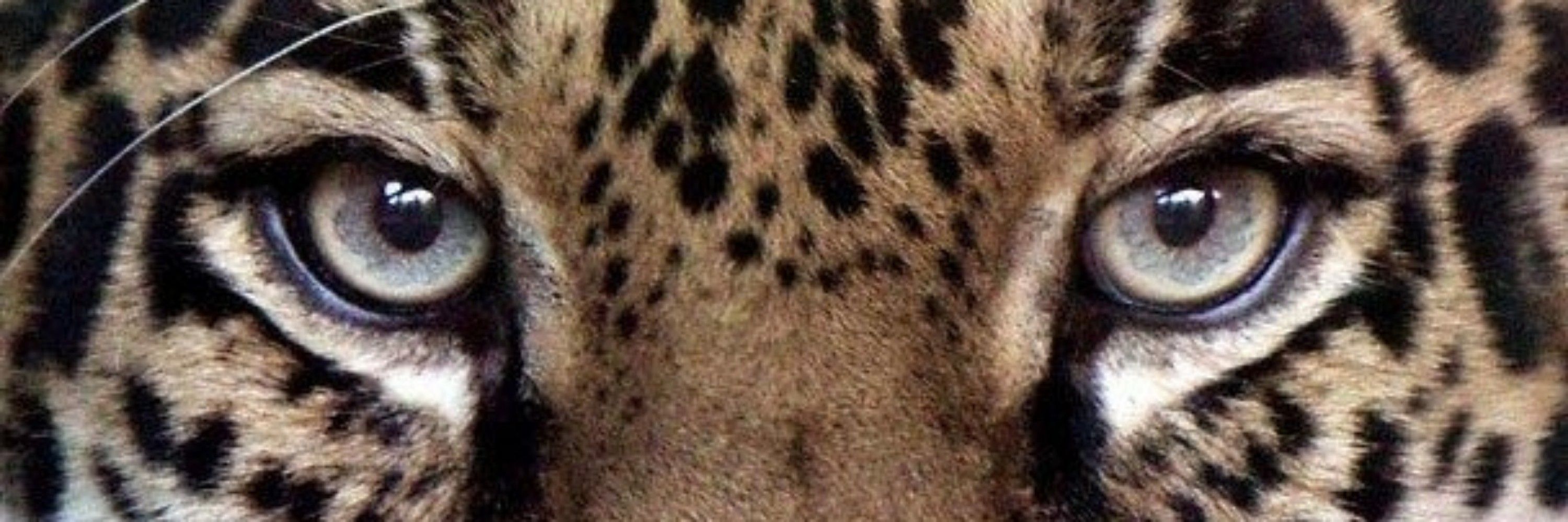 pietra