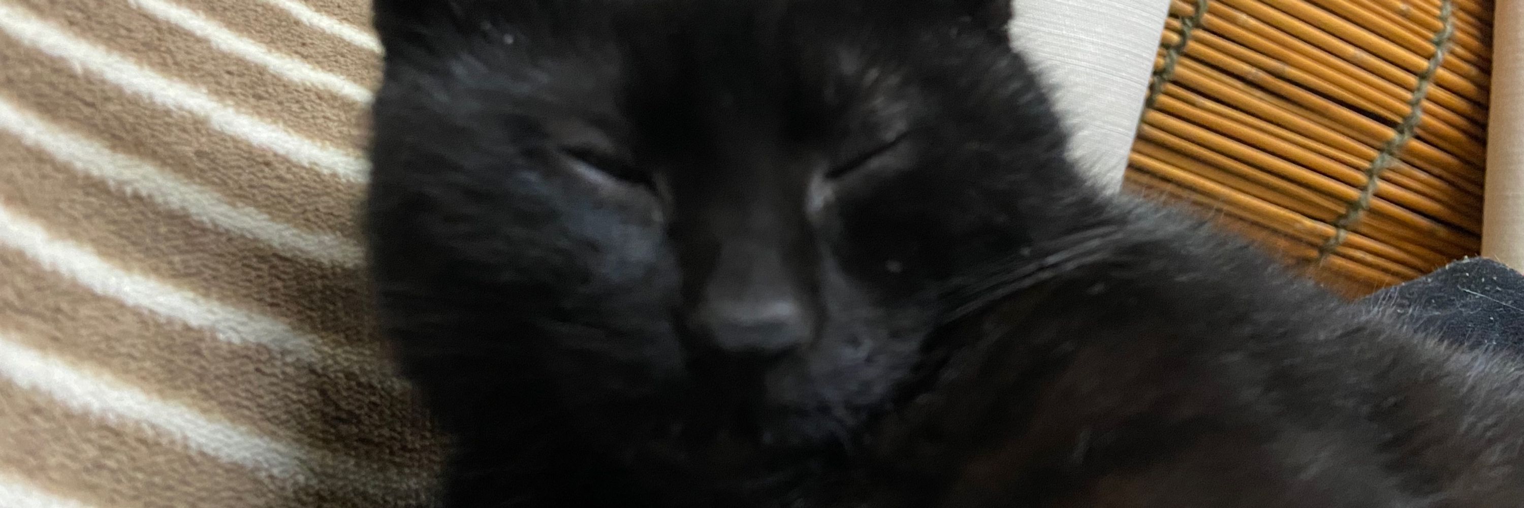 ヨネイ