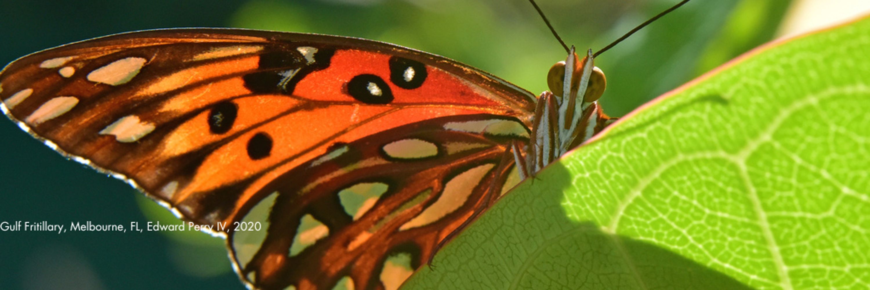 North American Butterfly Association