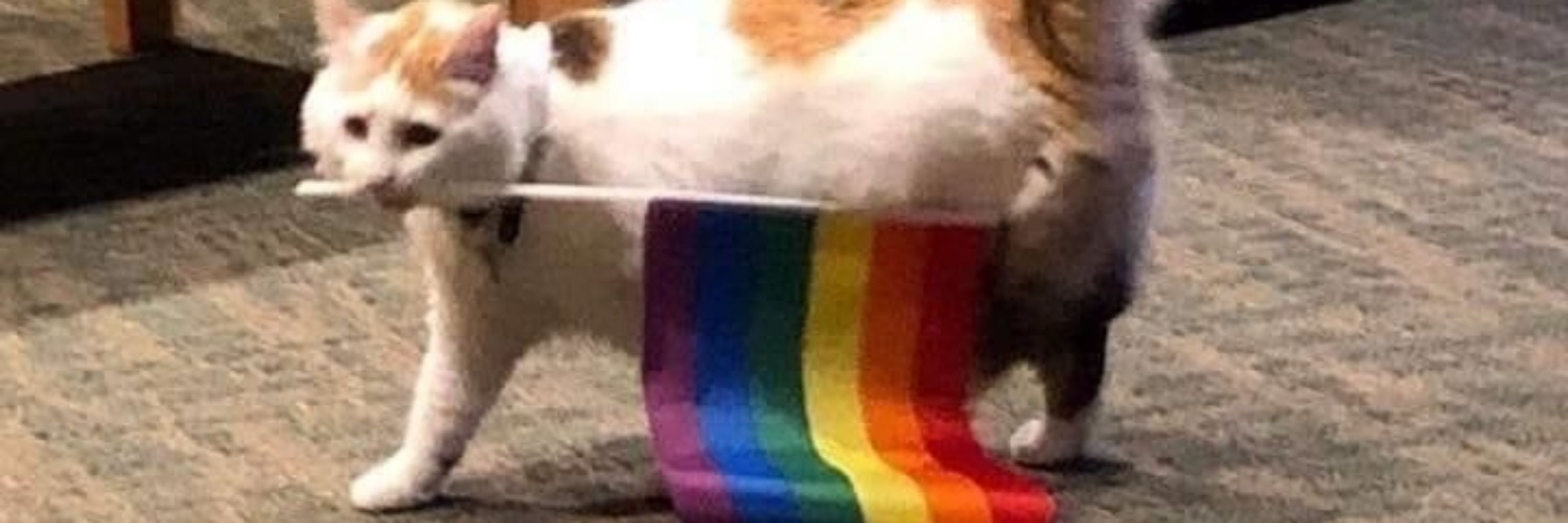 St.Lemon🏳️‍🌈🌹