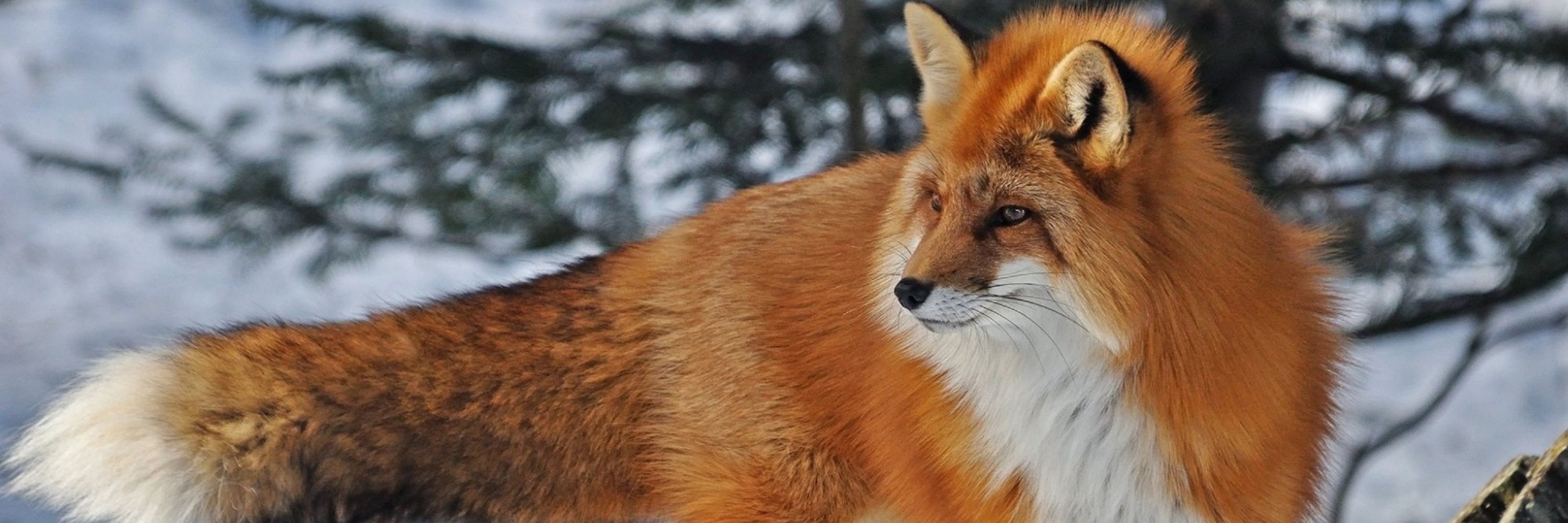 Stoner Fox