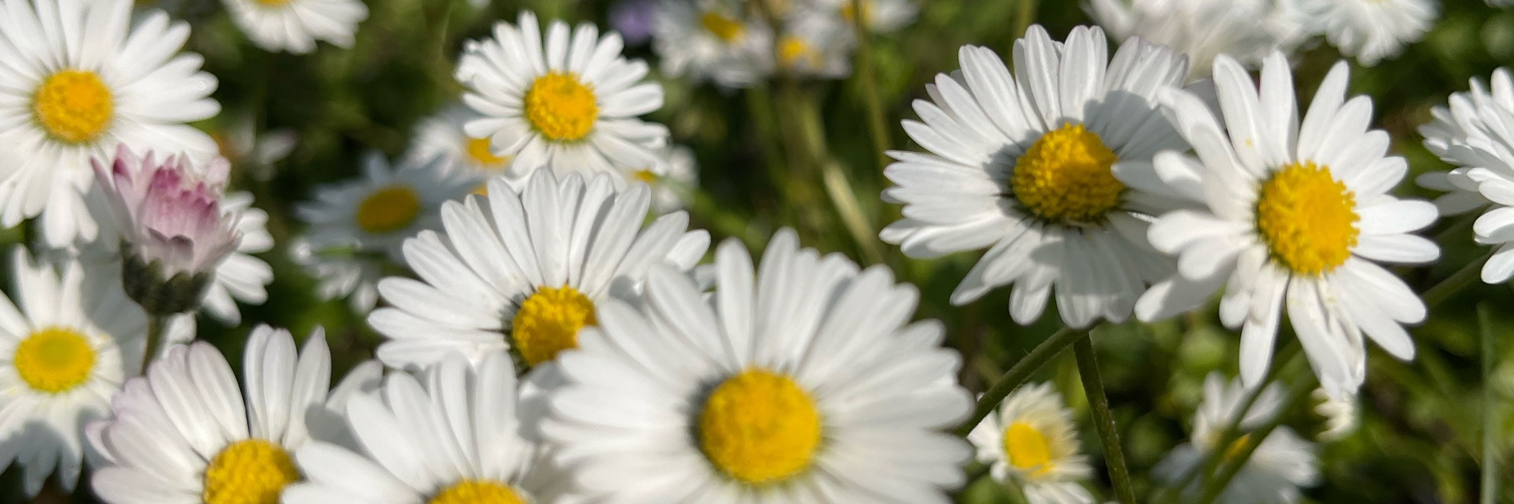 Gänseblumenblatt