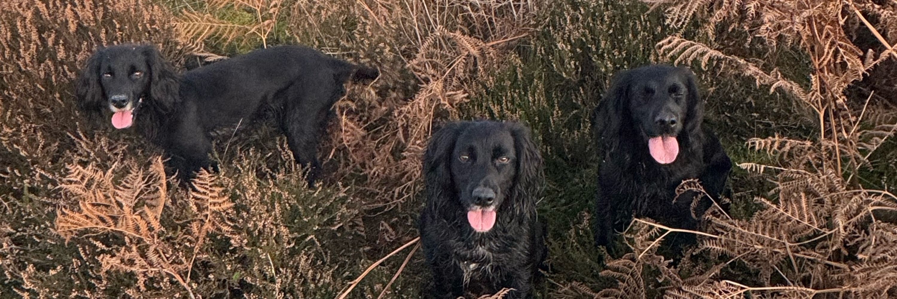 Boo, Hebe and Goose