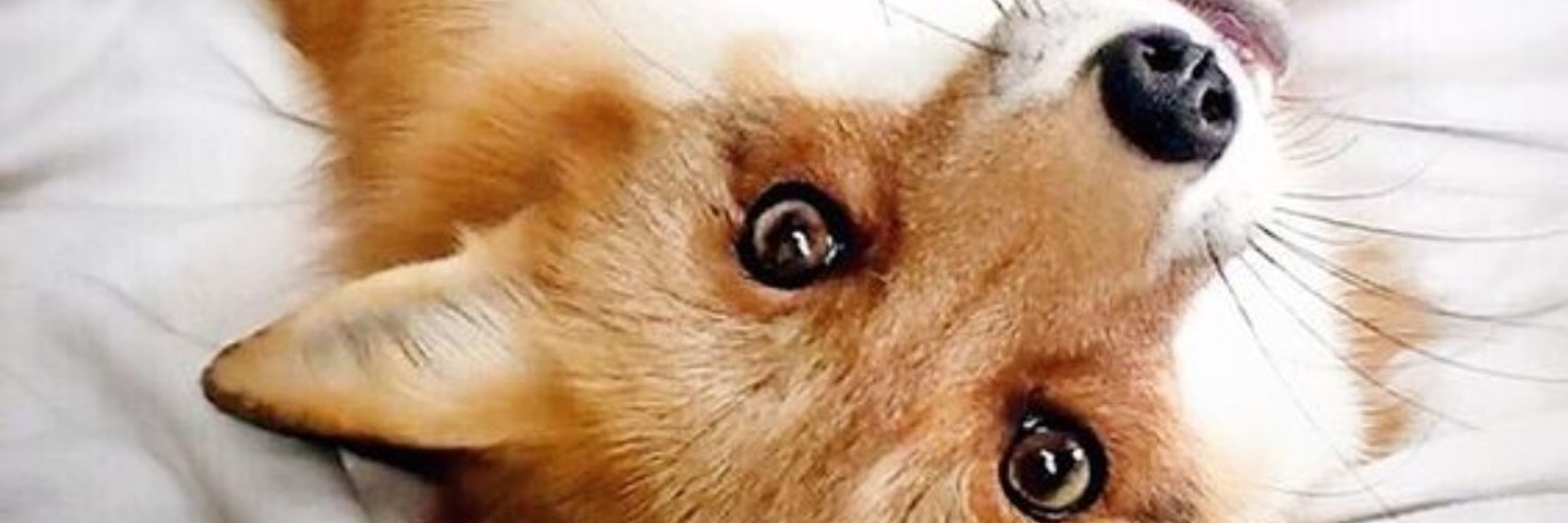 Fox that Werewolfed
