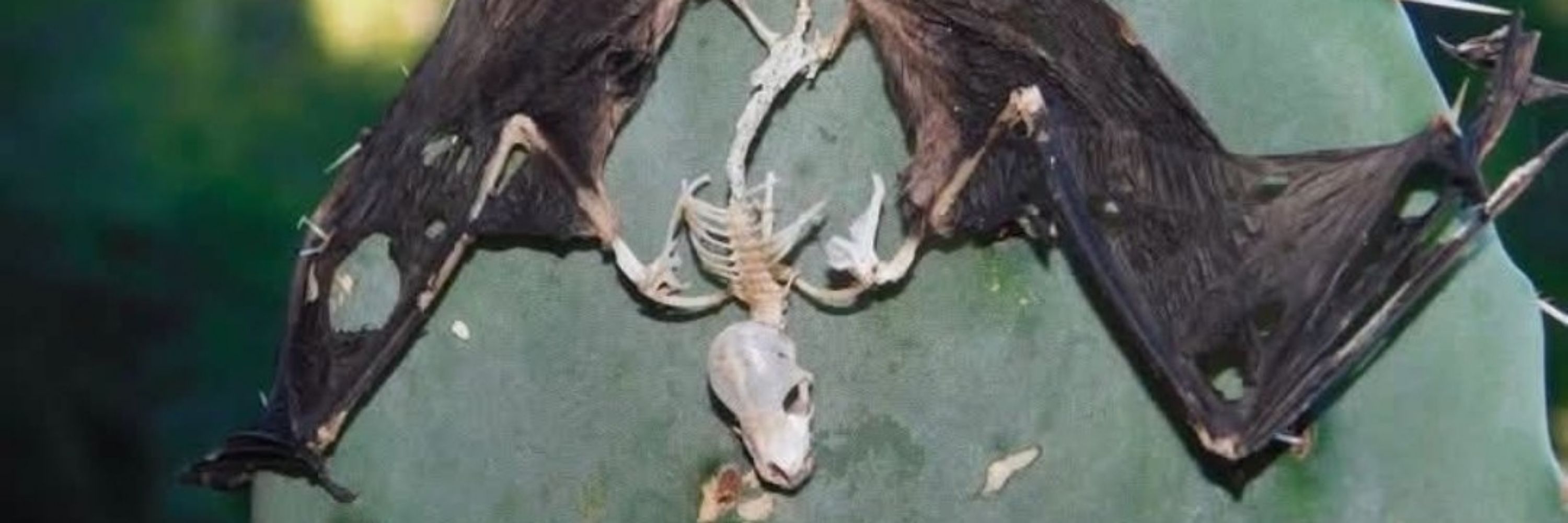 ⛑️