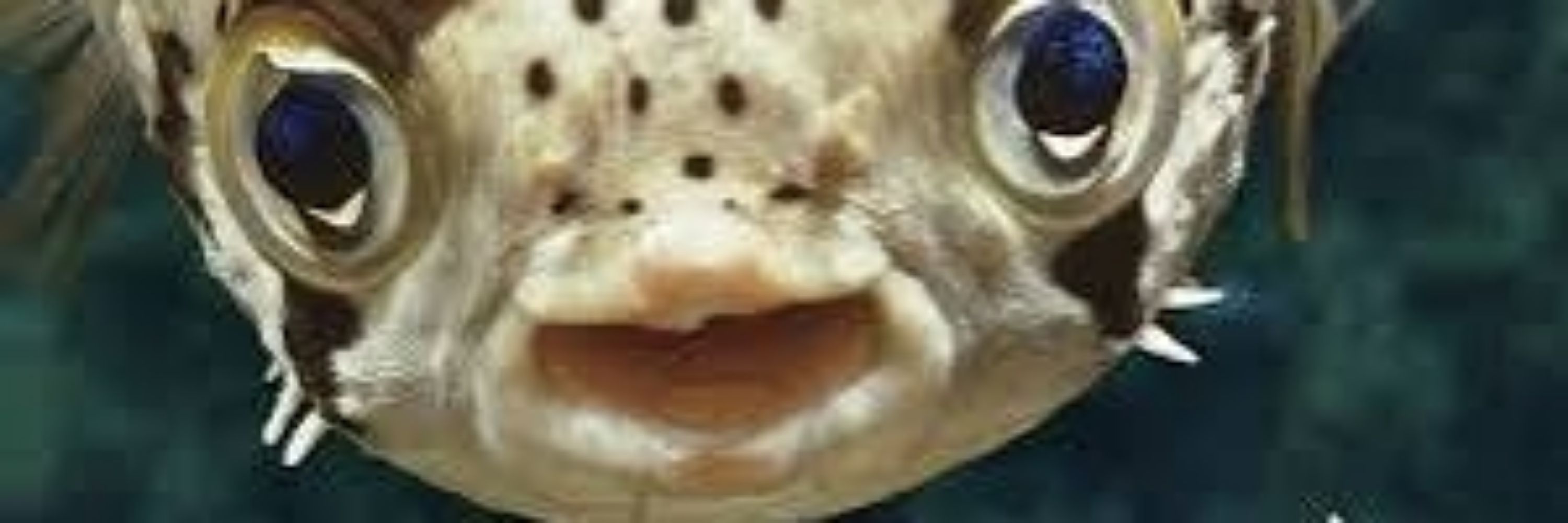 Jexxterio